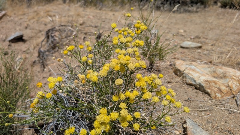 Acamptopappus sphaerocephalus var. sphaerocephalus photo 8
