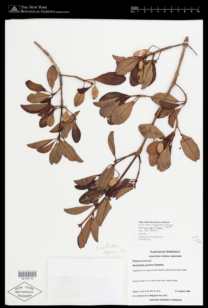 Acanthella pulchra photo 3