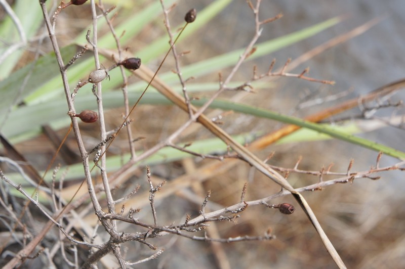 Acanthella sprucei photo 7