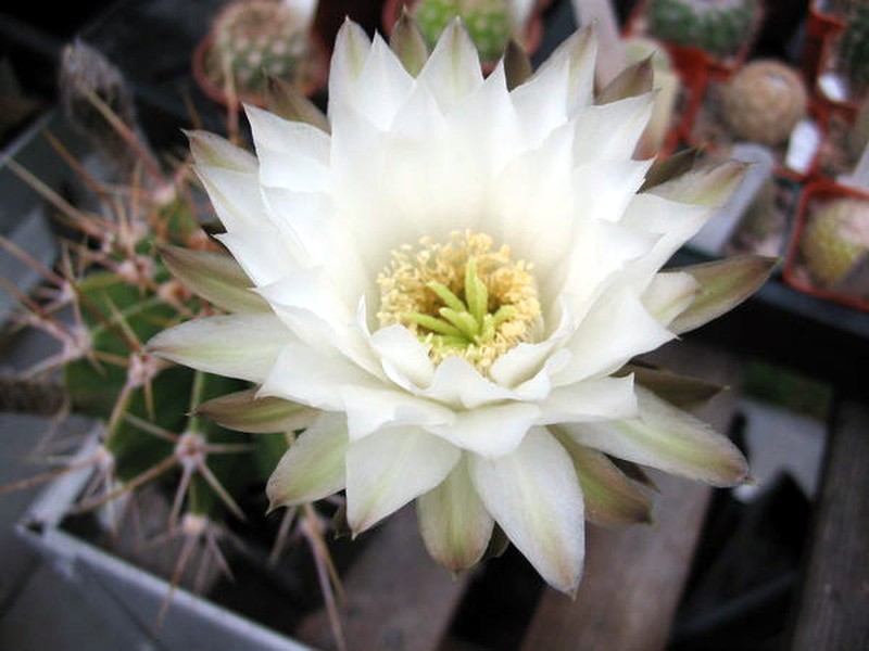 Acanthocalycium klinglerianum