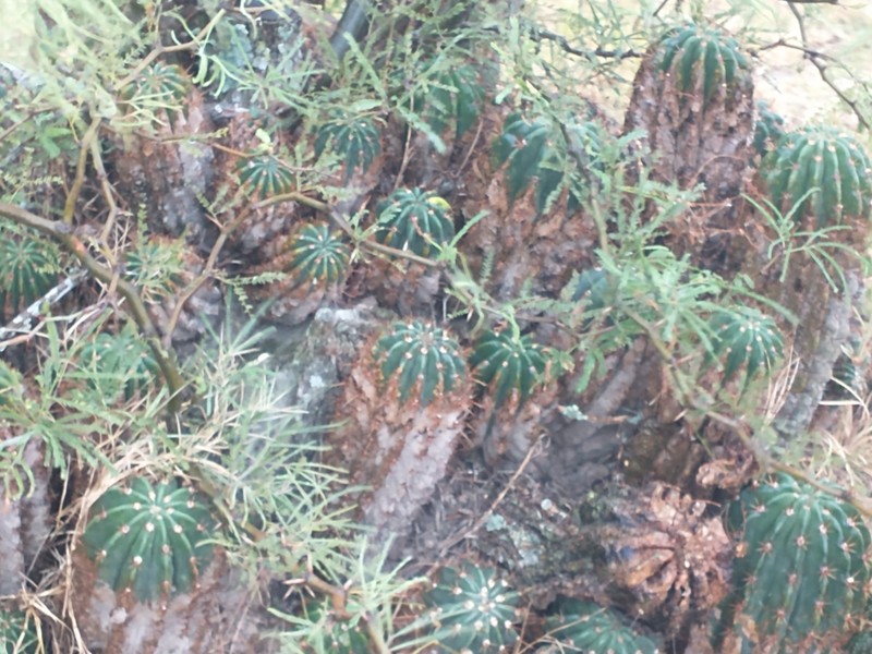 Acanthocalycium klinglerianum photo 2