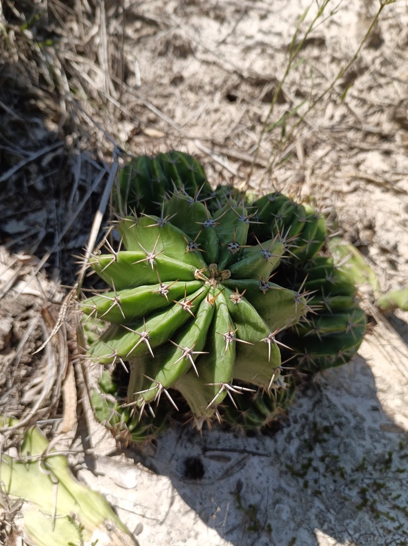 Acanthocalycium klinglerianum photo 3