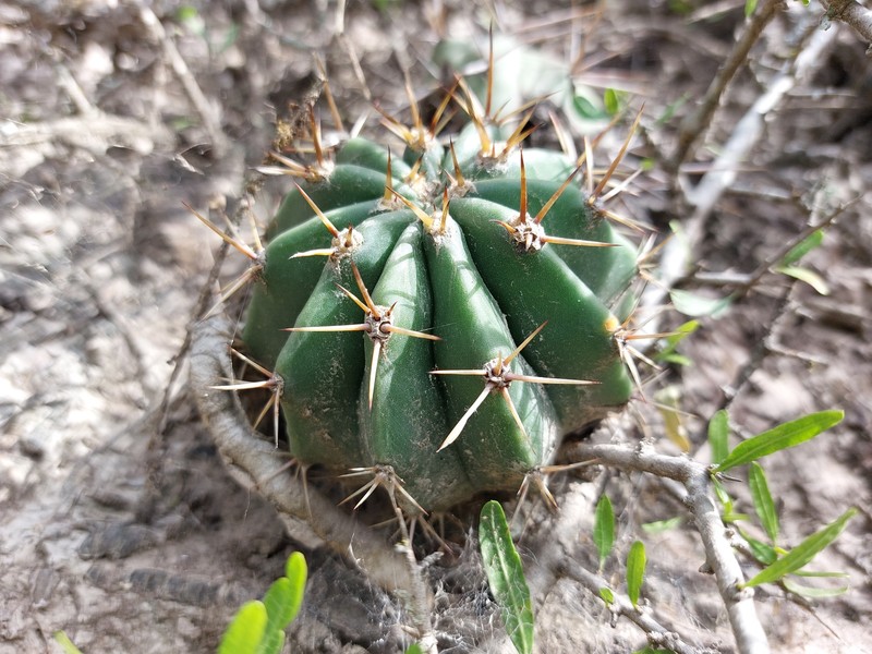 Acanthocalycium klinglerianum photo 4
