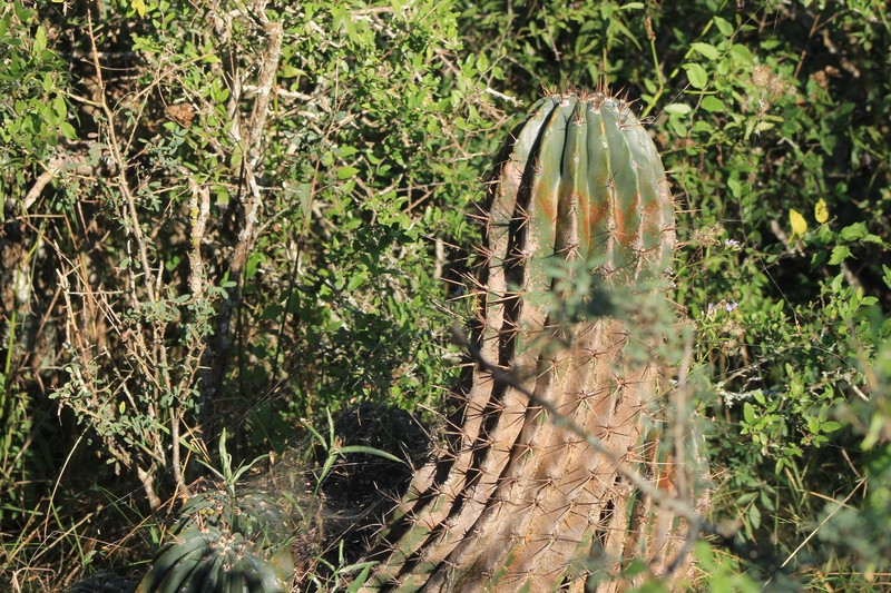 Acanthocalycium klinglerianum photo 5