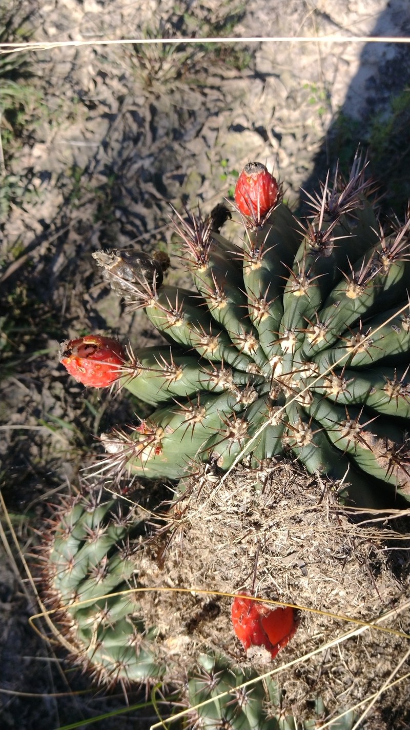 Acanthocalycium klinglerianum photo 6