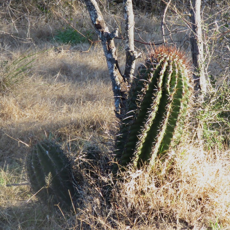 Acanthocalycium klinglerianum photo 8