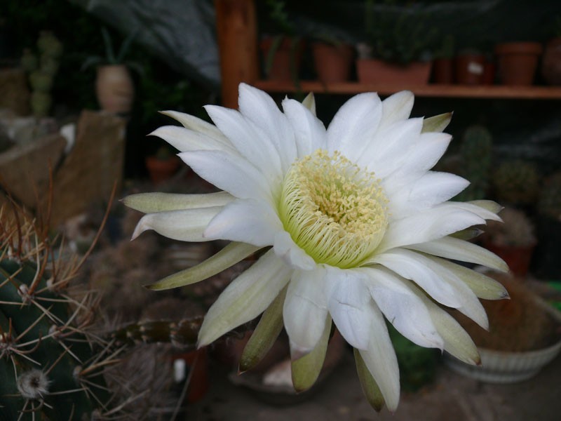 Acanthocalycium leucanthum