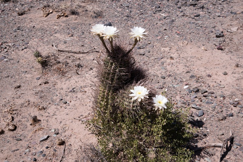 Acanthocalycium leucanthum photo 2