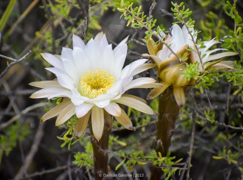 Acanthocalycium leucanthum photo 4