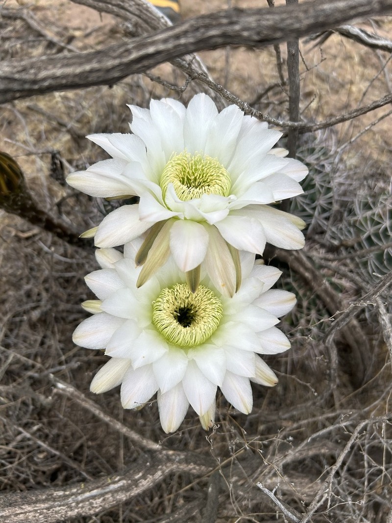 Acanthocalycium leucanthum photo 5