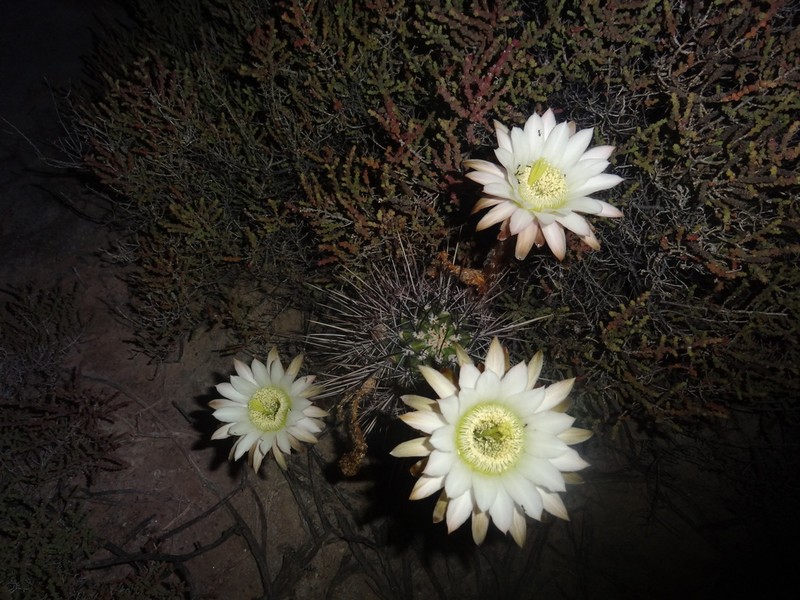 Acanthocalycium leucanthum photo 6