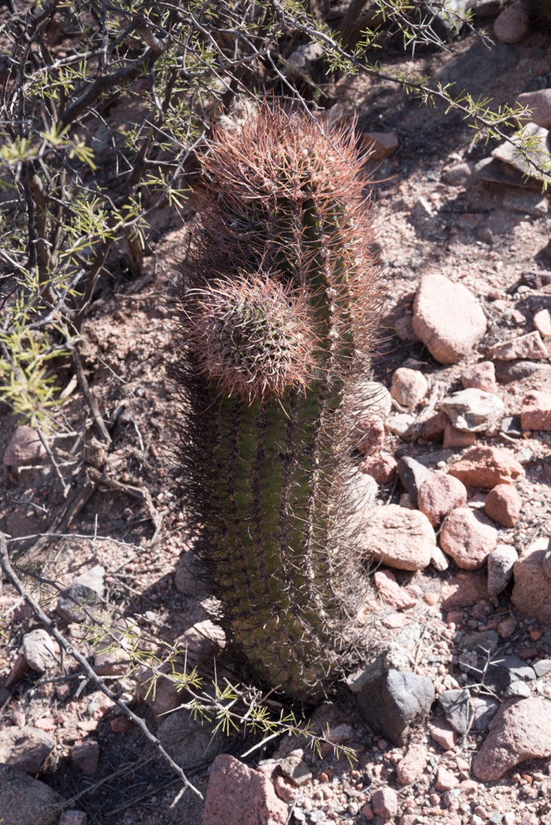 Acanthocalycium leucanthum photo 7