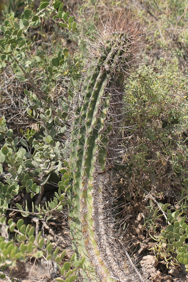 Acanthocalycium leucanthum photo 8