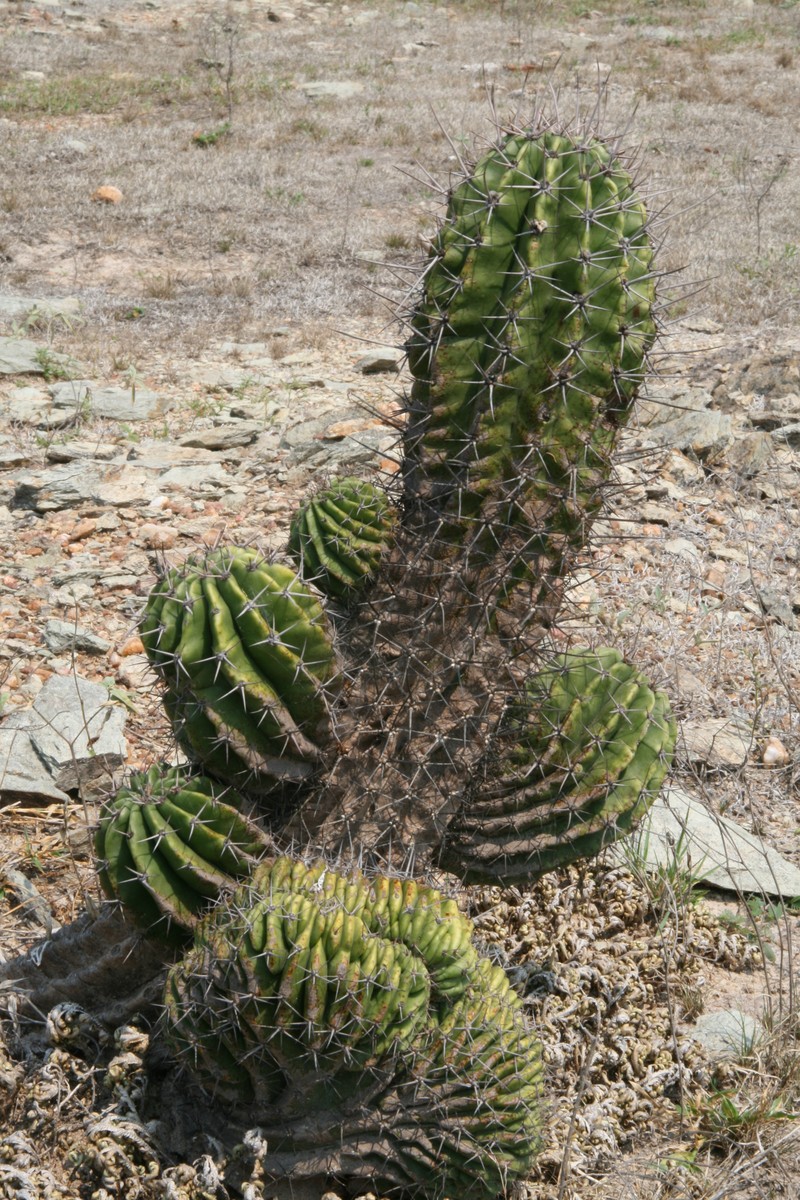 Acanthocalycium rhodotrichum