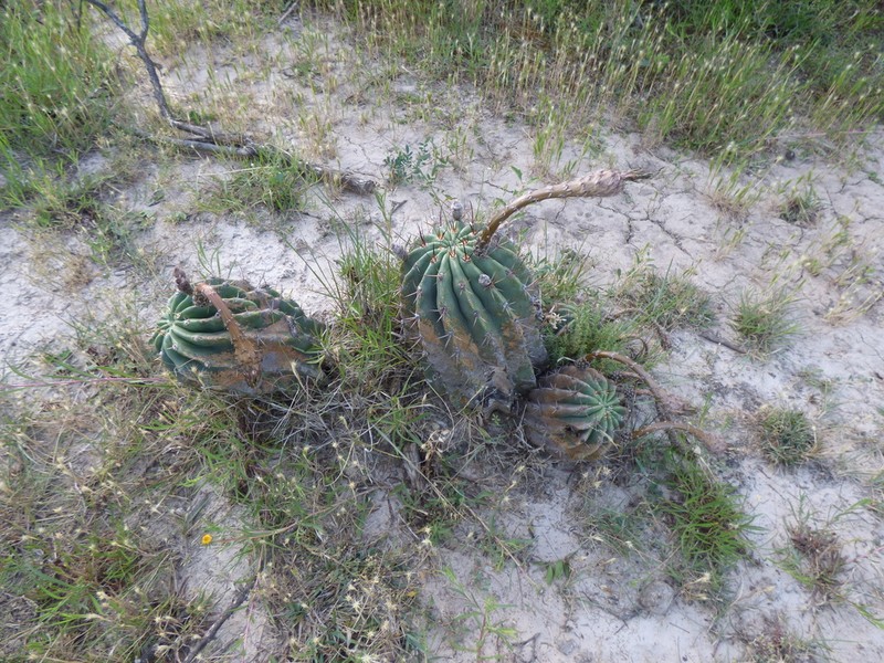 Acanthocalycium rhodotrichum photo 3