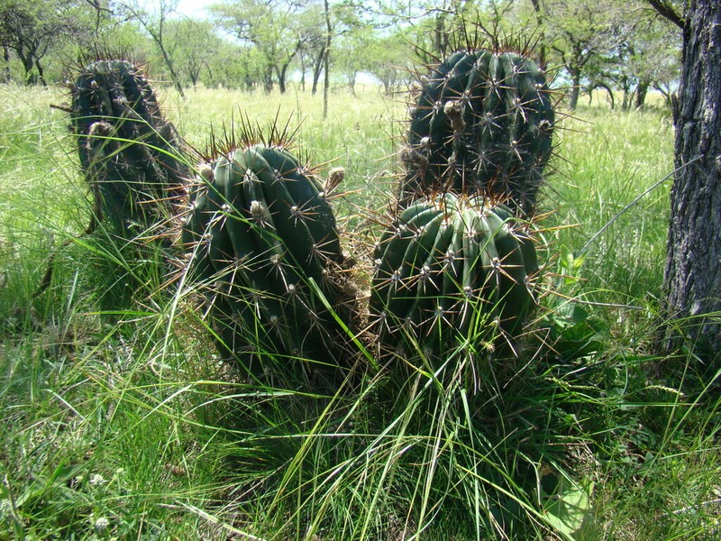 Acanthocalycium rhodotrichum photo 4