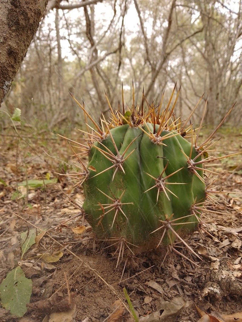 Acanthocalycium rhodotrichum photo 5