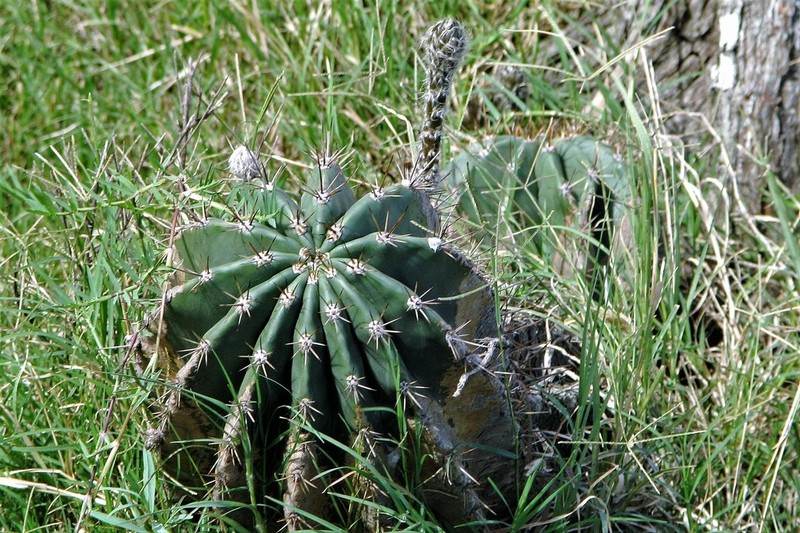 Acanthocalycium rhodotrichum photo 6