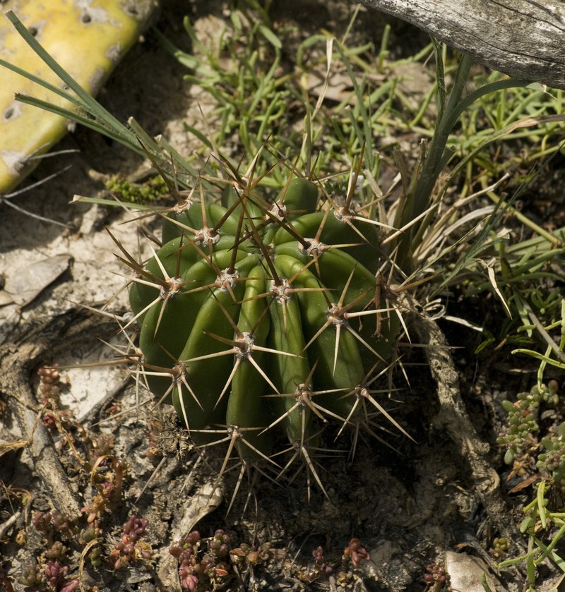 Acanthocalycium rhodotrichum photo 7