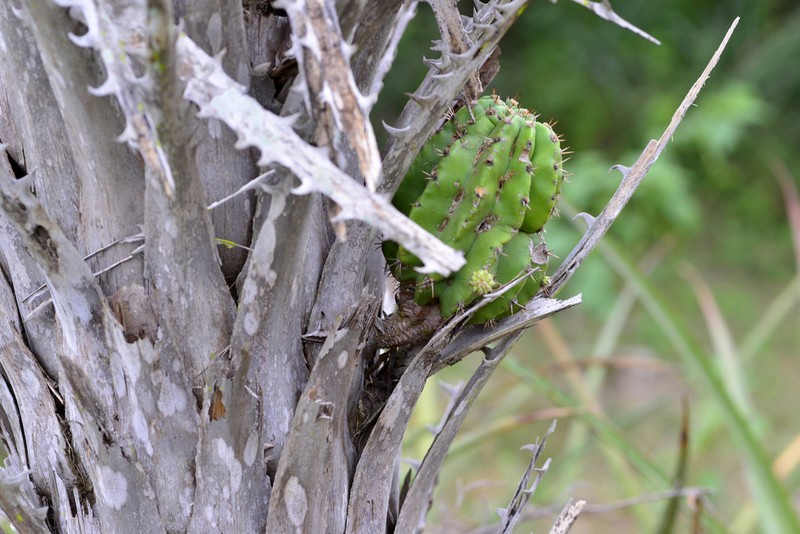 Acanthocalycium rhodotrichum photo 8