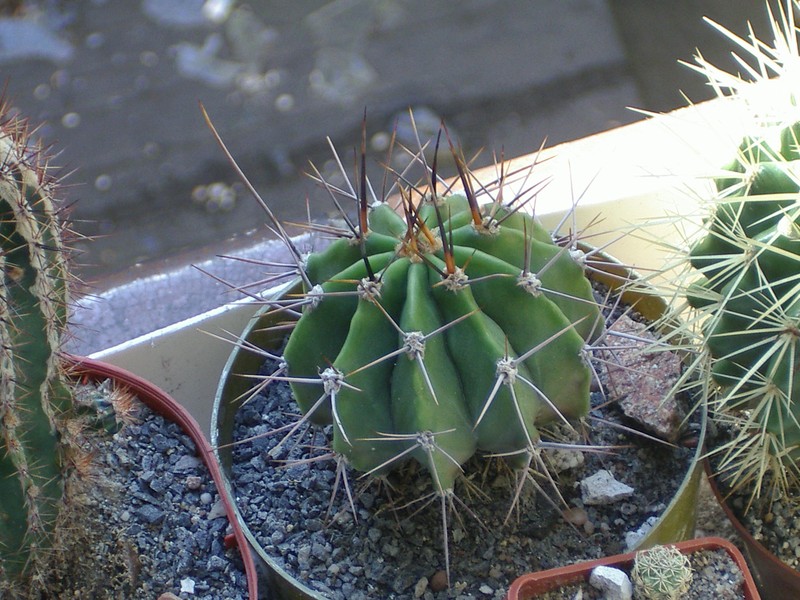 Acanthocalycium rhodotrichum subsp. chacoanum