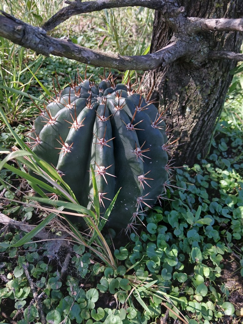 Acanthocalycium rhodotrichum subsp. rhodotrichum