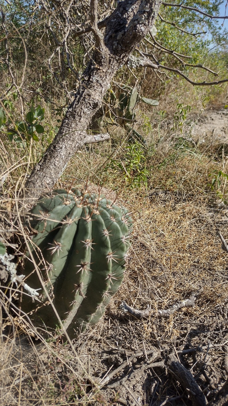 Acanthocalycium rhodotrichum subsp. rhodotrichum photo 2