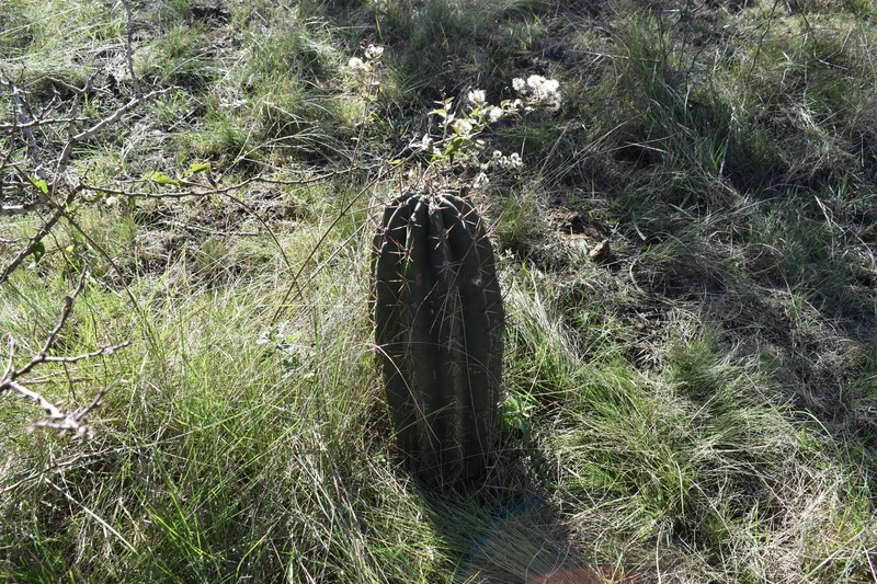 Acanthocalycium rhodotrichum subsp. rhodotrichum photo 4