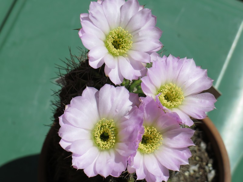 Acanthocalycium spiniflorum