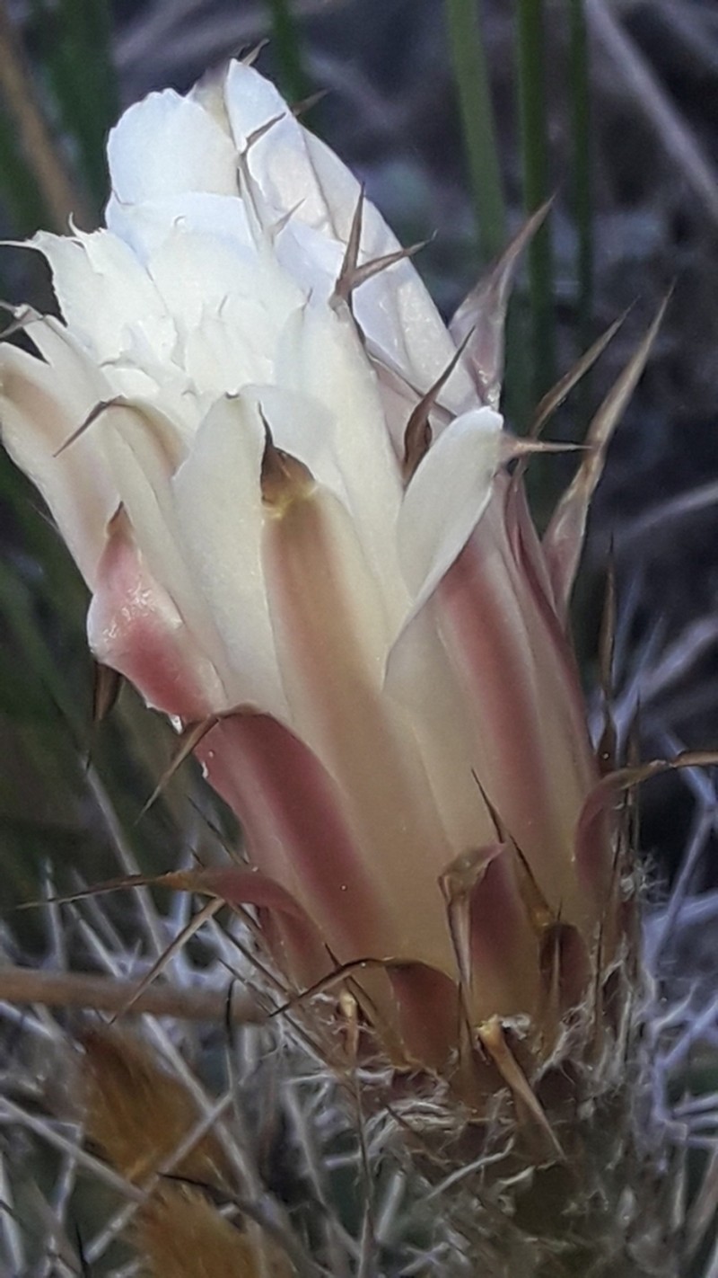 Acanthocalycium spiniflorum photo 2