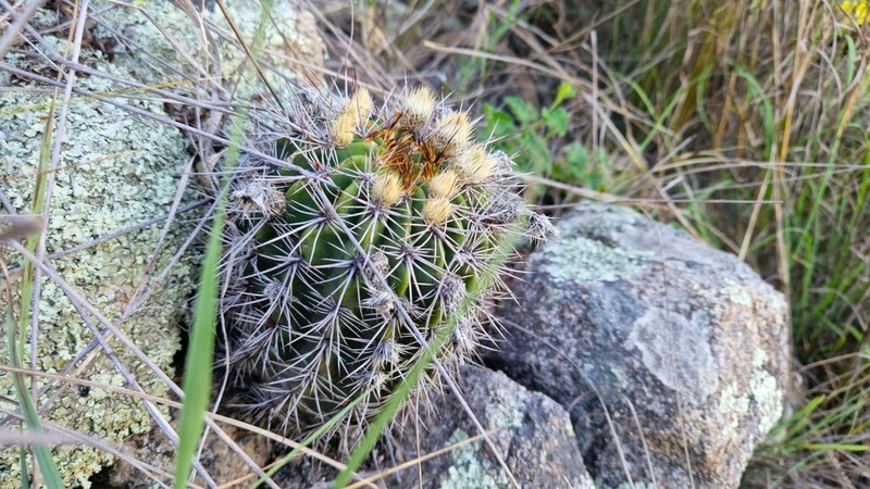 Acanthocalycium spiniflorum photo 3
