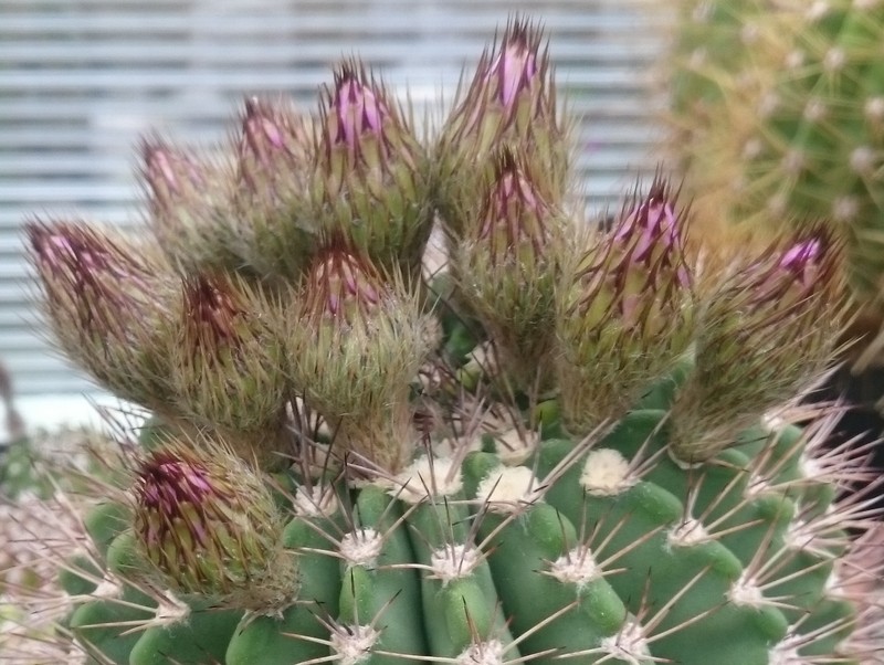 Acanthocalycium spiniflorum photo 4