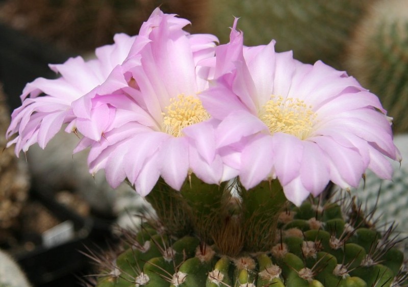 Acanthocalycium spiniflorum photo 5