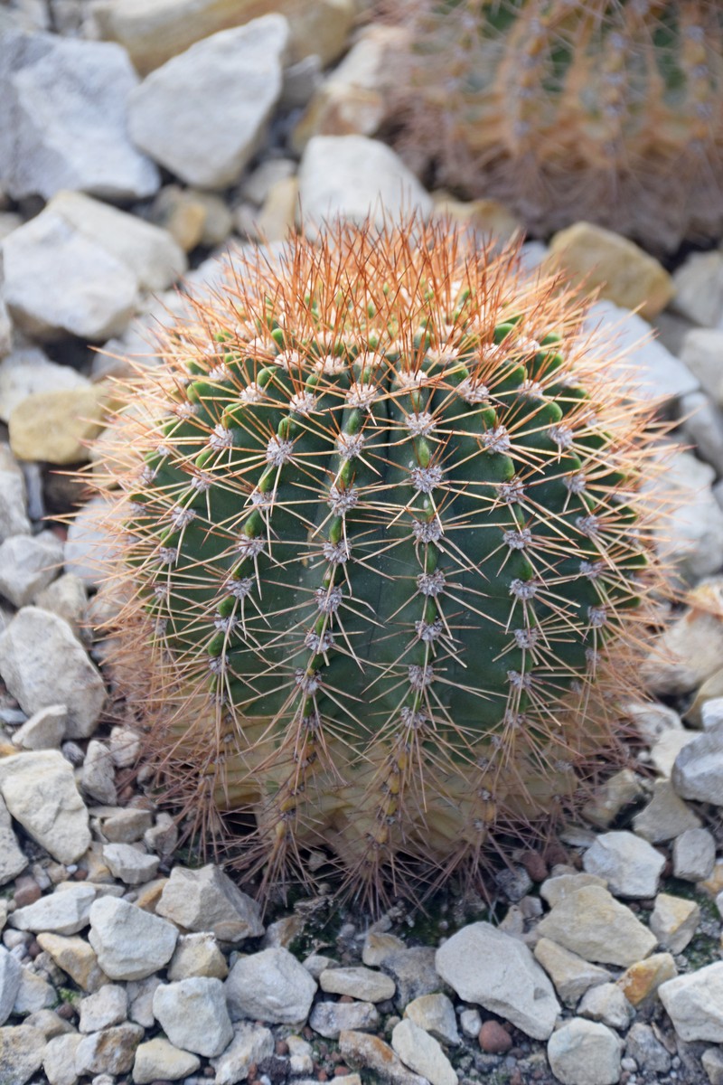 Acanthocalycium spiniflorum photo 6