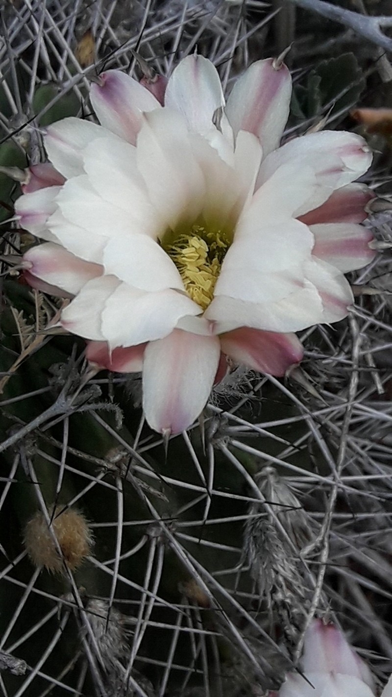 Acanthocalycium spiniflorum photo 8
