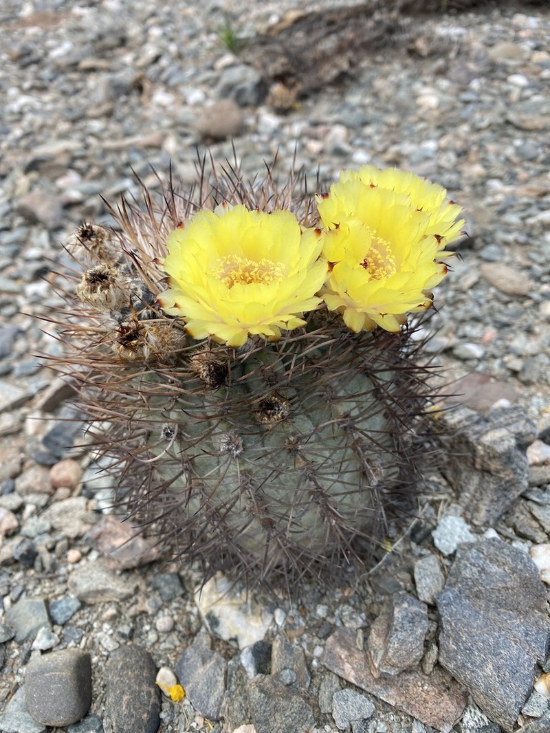 Acanthocalycium thionanthum photo 2