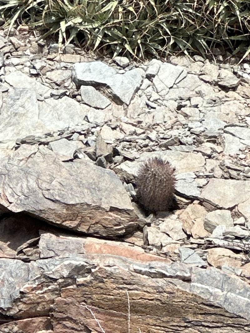 Acanthocalycium thionanthum photo 3