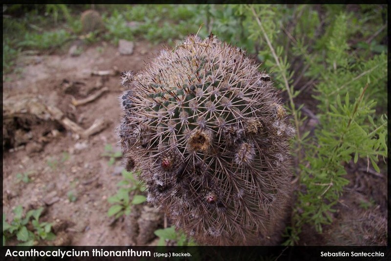Acanthocalycium thionanthum photo 4