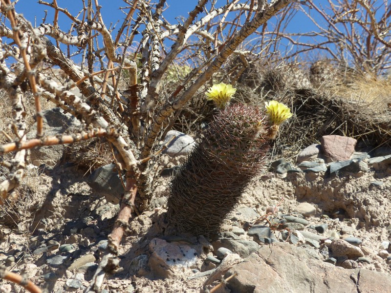 Acanthocalycium thionanthum photo 6