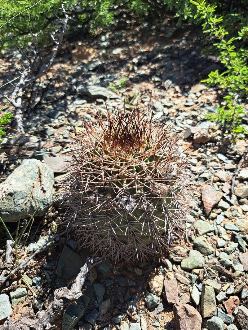 Acanthocalycium thionanthum photo 7