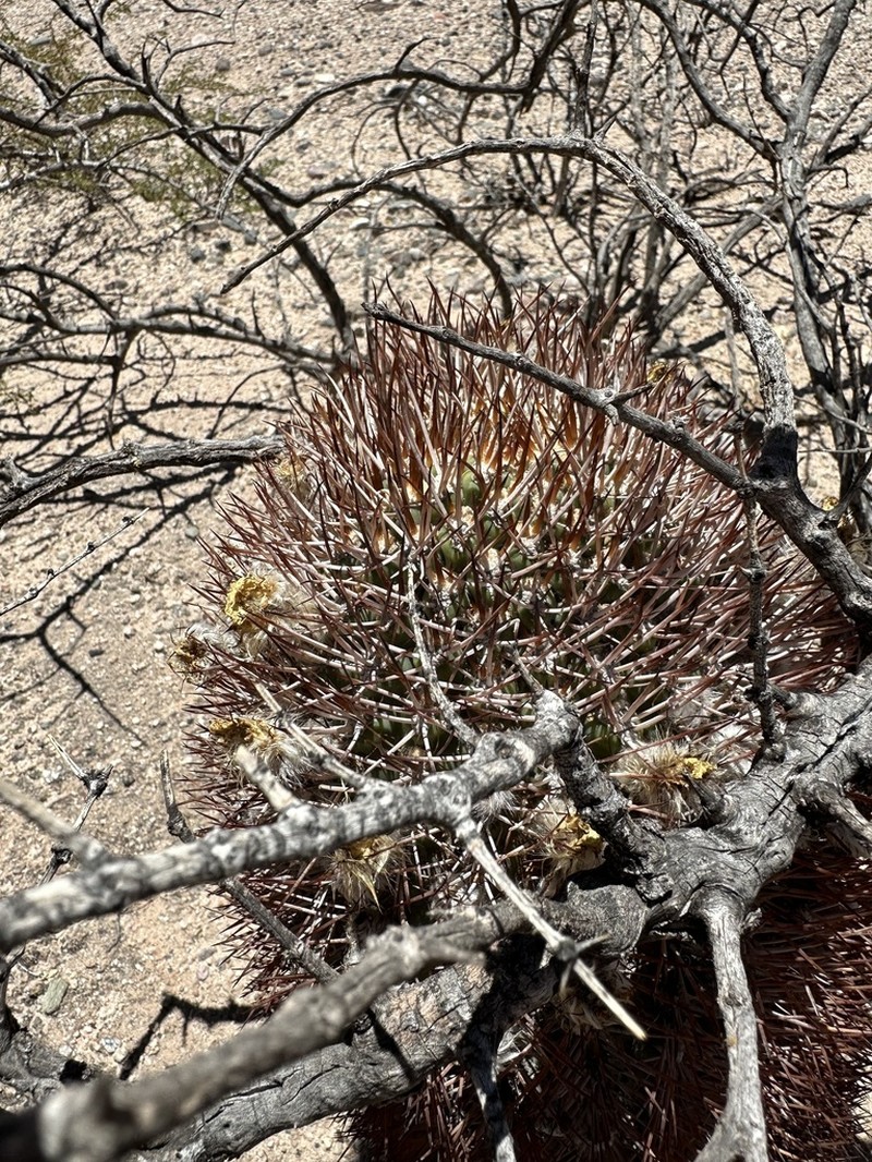 Acanthocalycium thionanthum photo 8