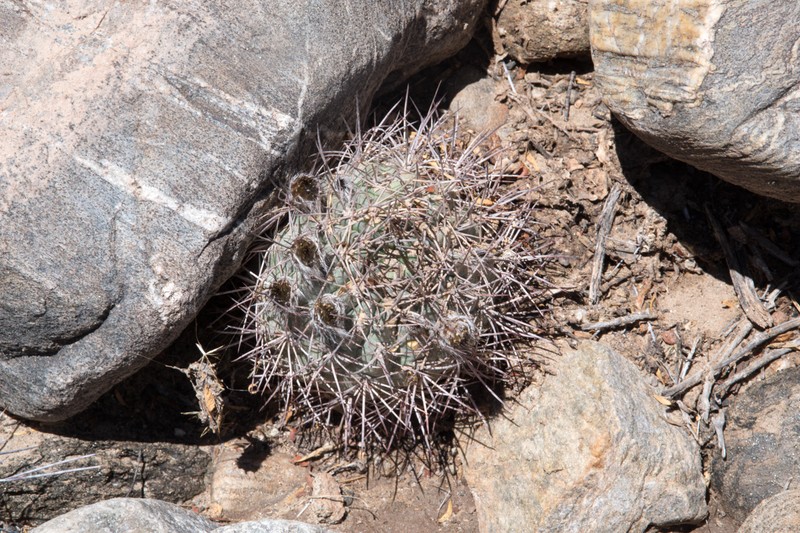 Acanthocalycium thionanthum subsp. ferrarii photo 2