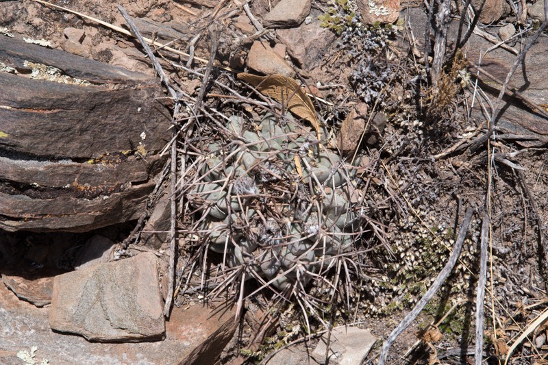 Acanthocalycium thionanthum subsp. ferrarii photo 3