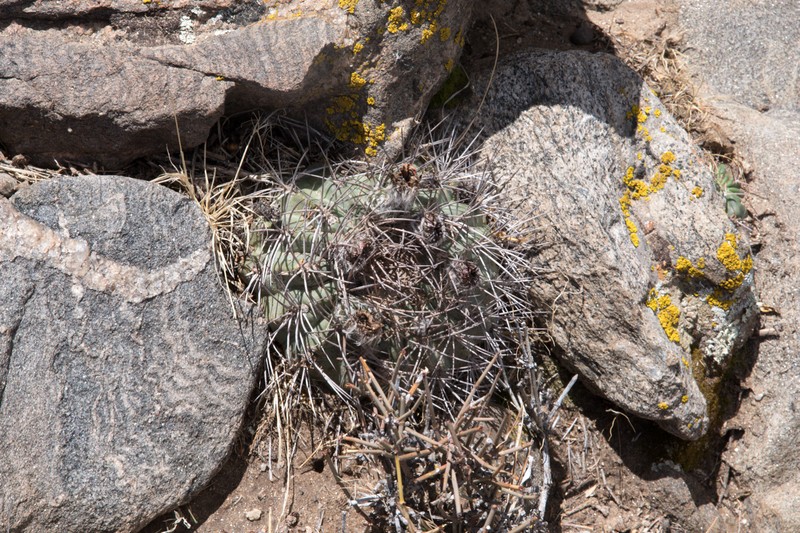 Acanthocalycium thionanthum subsp. ferrarii photo 4
