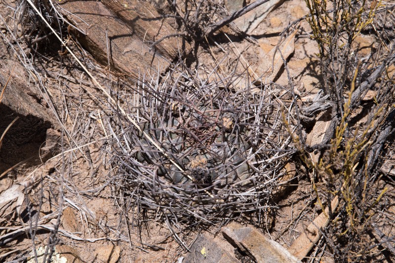 Acanthocalycium thionanthum subsp. ferrarii photo 5
