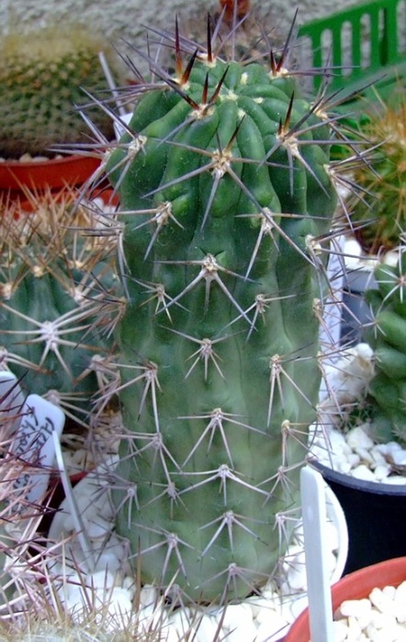 Acanthocalycium thionanthum subsp. ferrarii photo 6