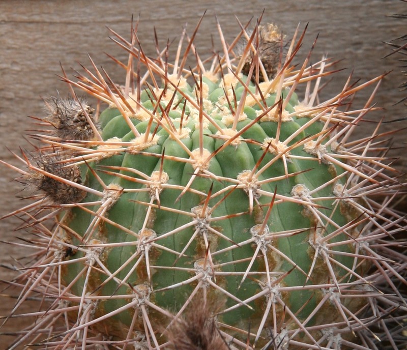 Acanthocalycium thionanthum subsp. ferrarii