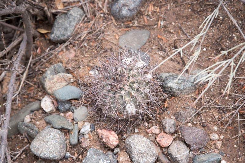 Acanthocalycium thionanthum subsp. glaucum
