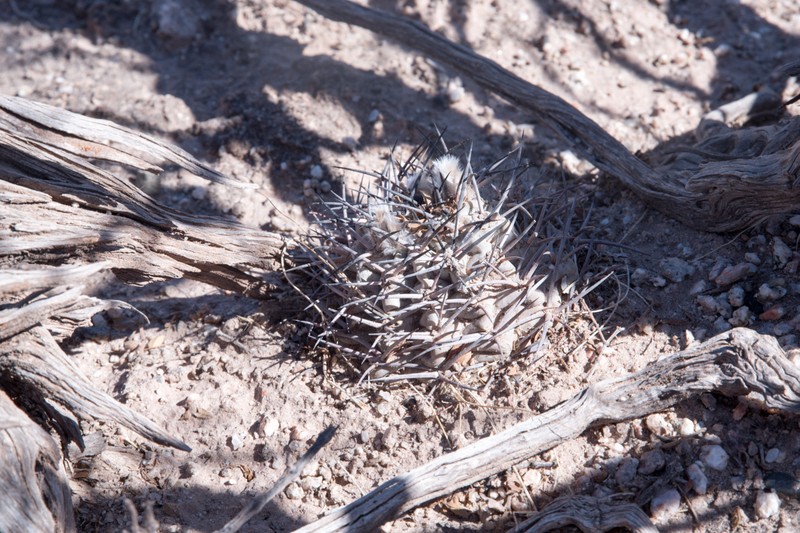 Acanthocalycium thionanthum subsp. glaucum photo 2