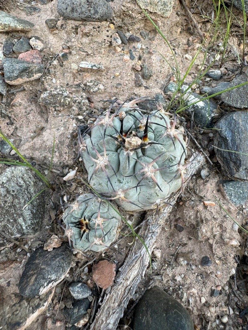 Acanthocalycium thionanthum subsp. glaucum photo 3